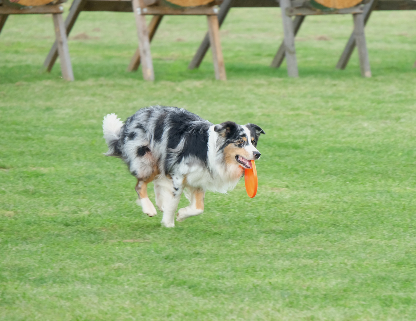 Hund beim Frisbeespielen