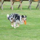 Hund beim Frisbeespielen