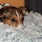 Hund beim Kuscheln