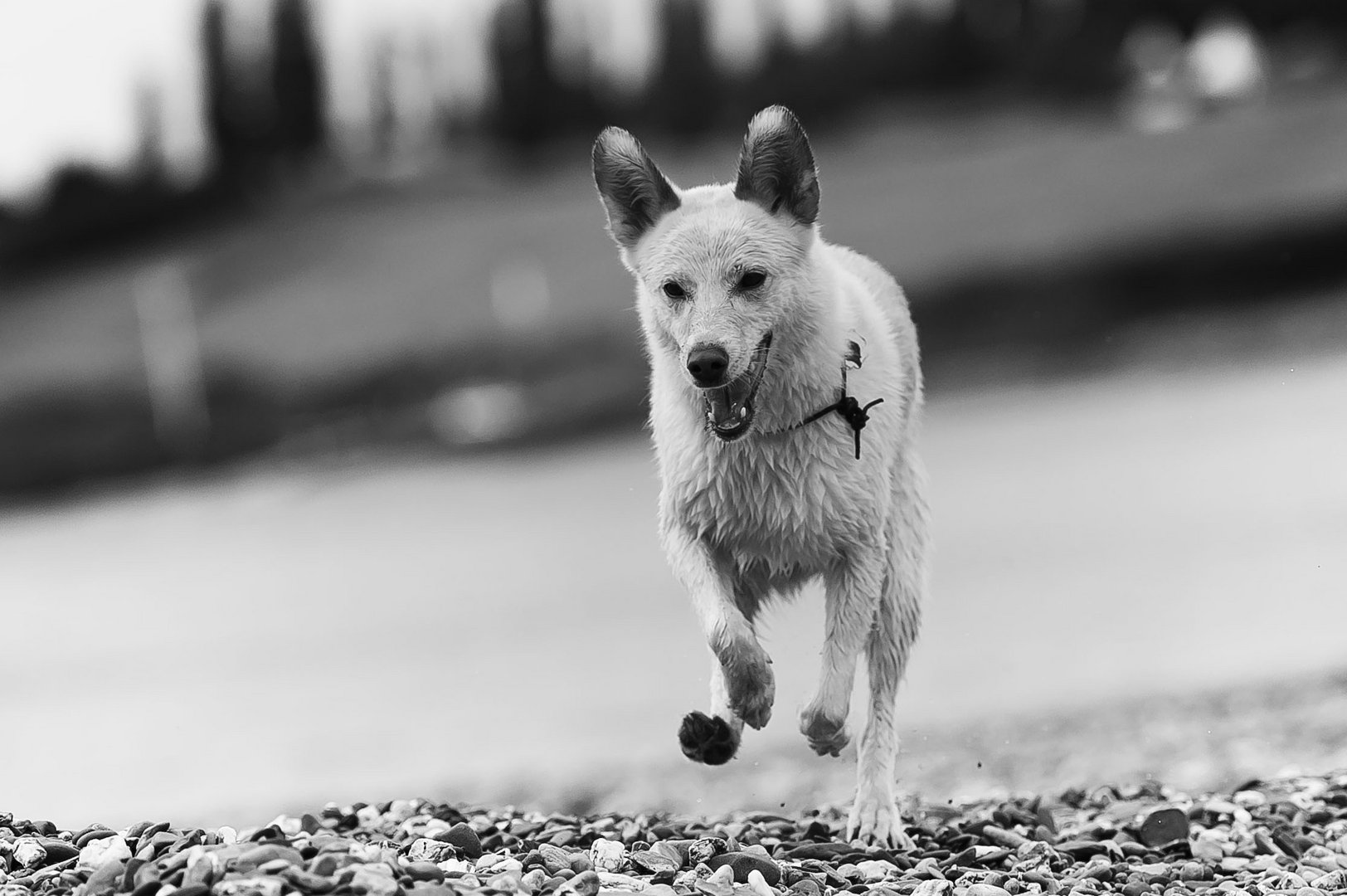 Hund beim Laufen