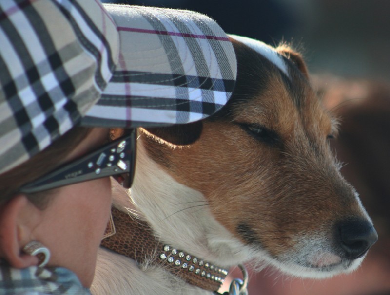 Hund beim Pferderennen