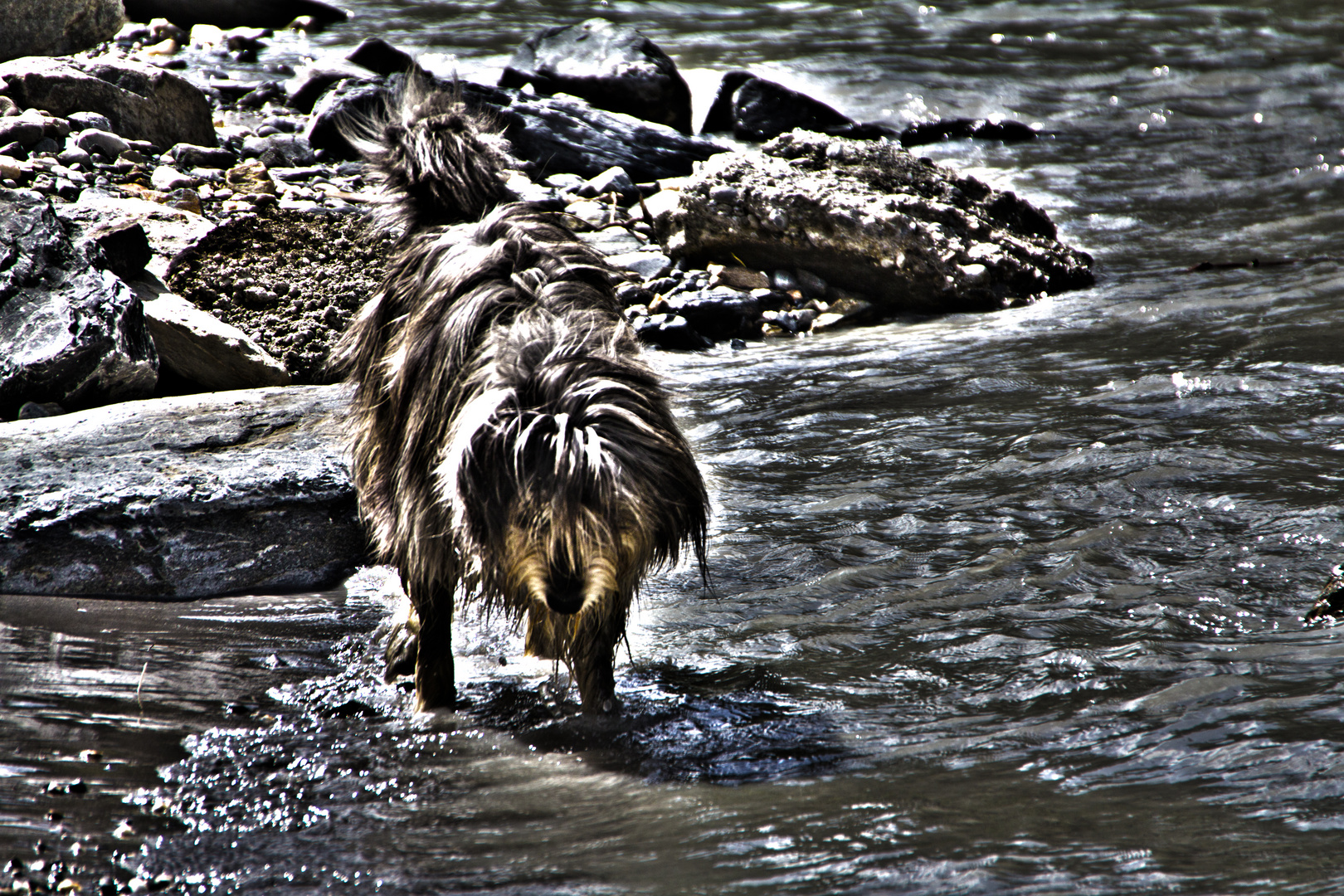 Hund beim Rhein in Chur