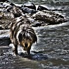 Hund beim Rhein in Chur