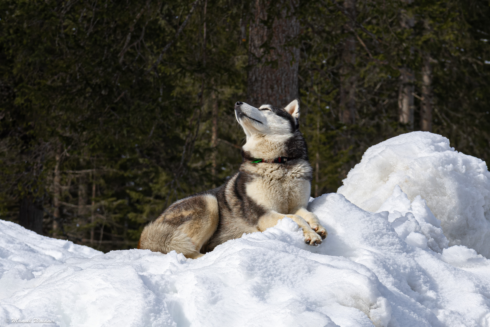 Hund beim Sonnen im Schnee