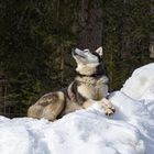 Hund beim Sonnen im Schnee