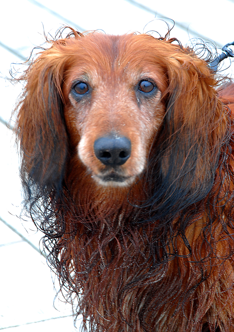 Hund beim Spaziergang