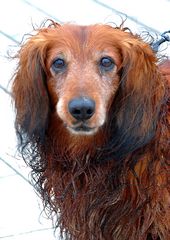 Hund beim Spaziergang