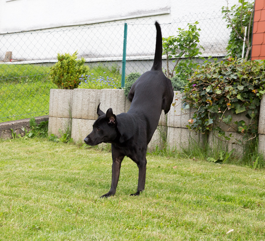 Hund beim Spiel