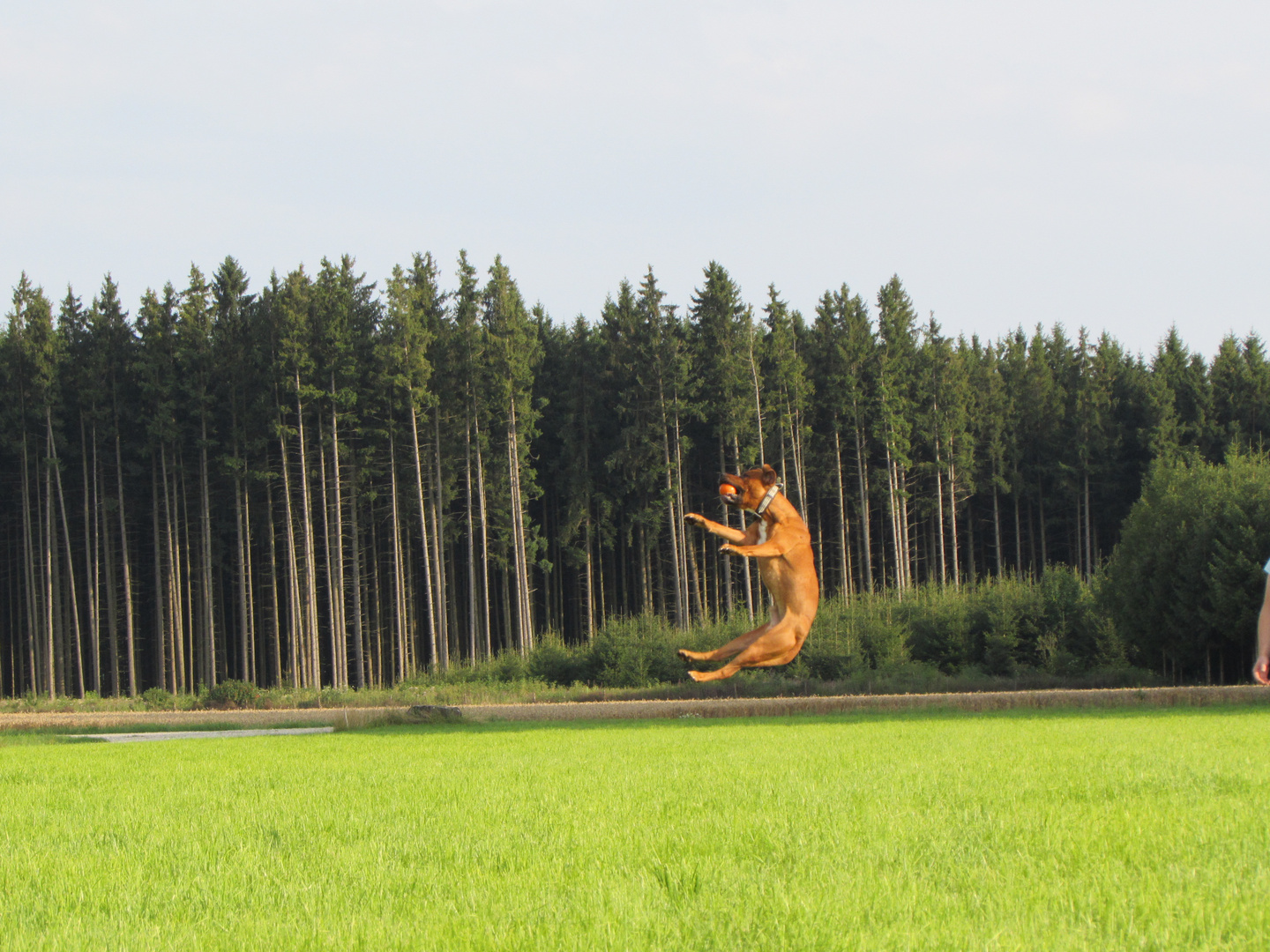 Hund beim Spielen