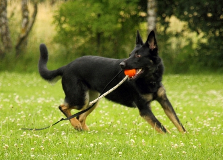 Hund beim spielen