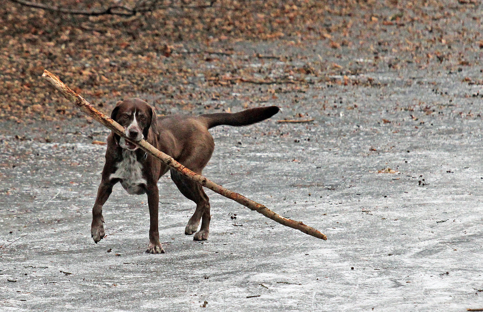 Hund beim Spielen 