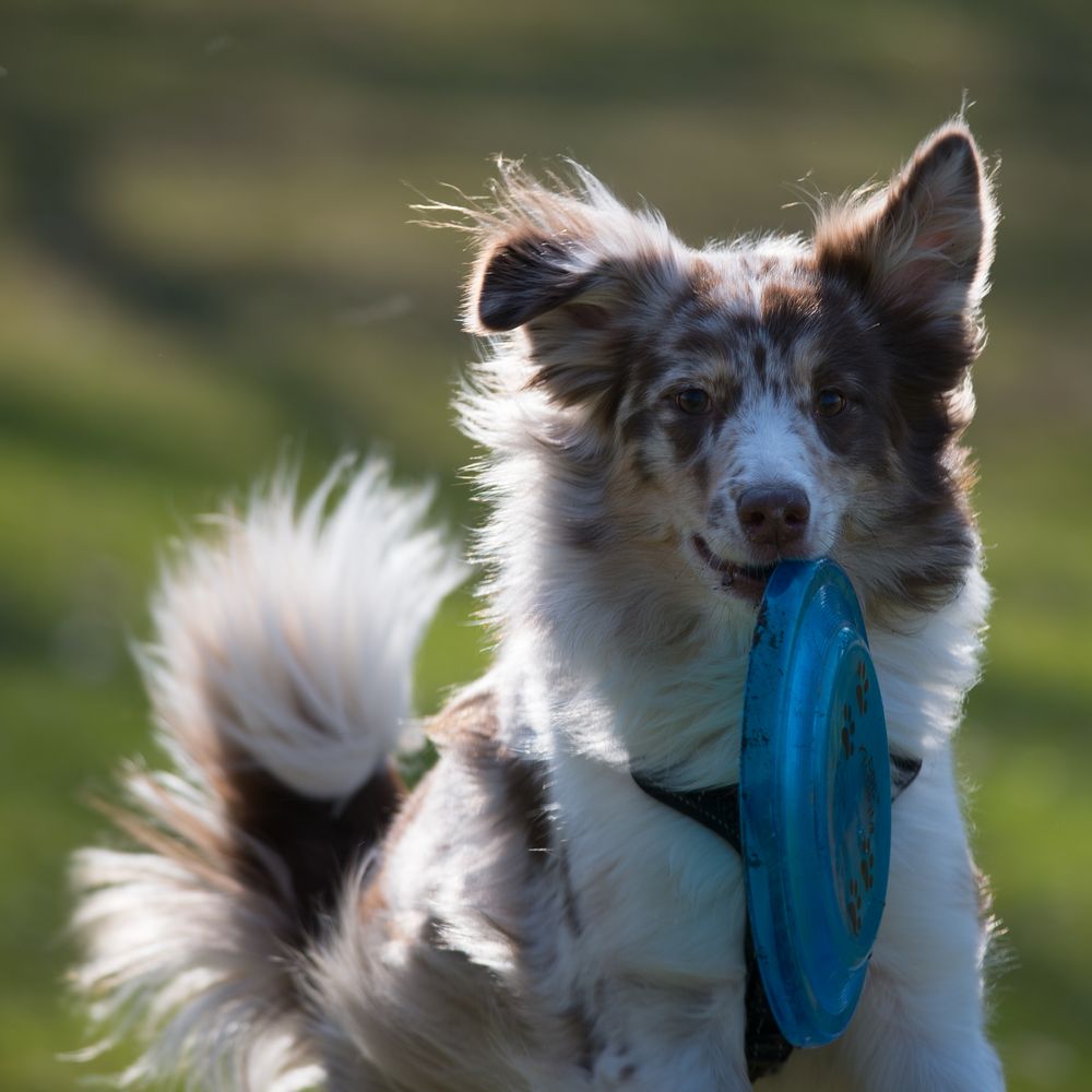 Hund beim spielen 4 Foto & Bild tiere, hund, haustiere Bilder auf