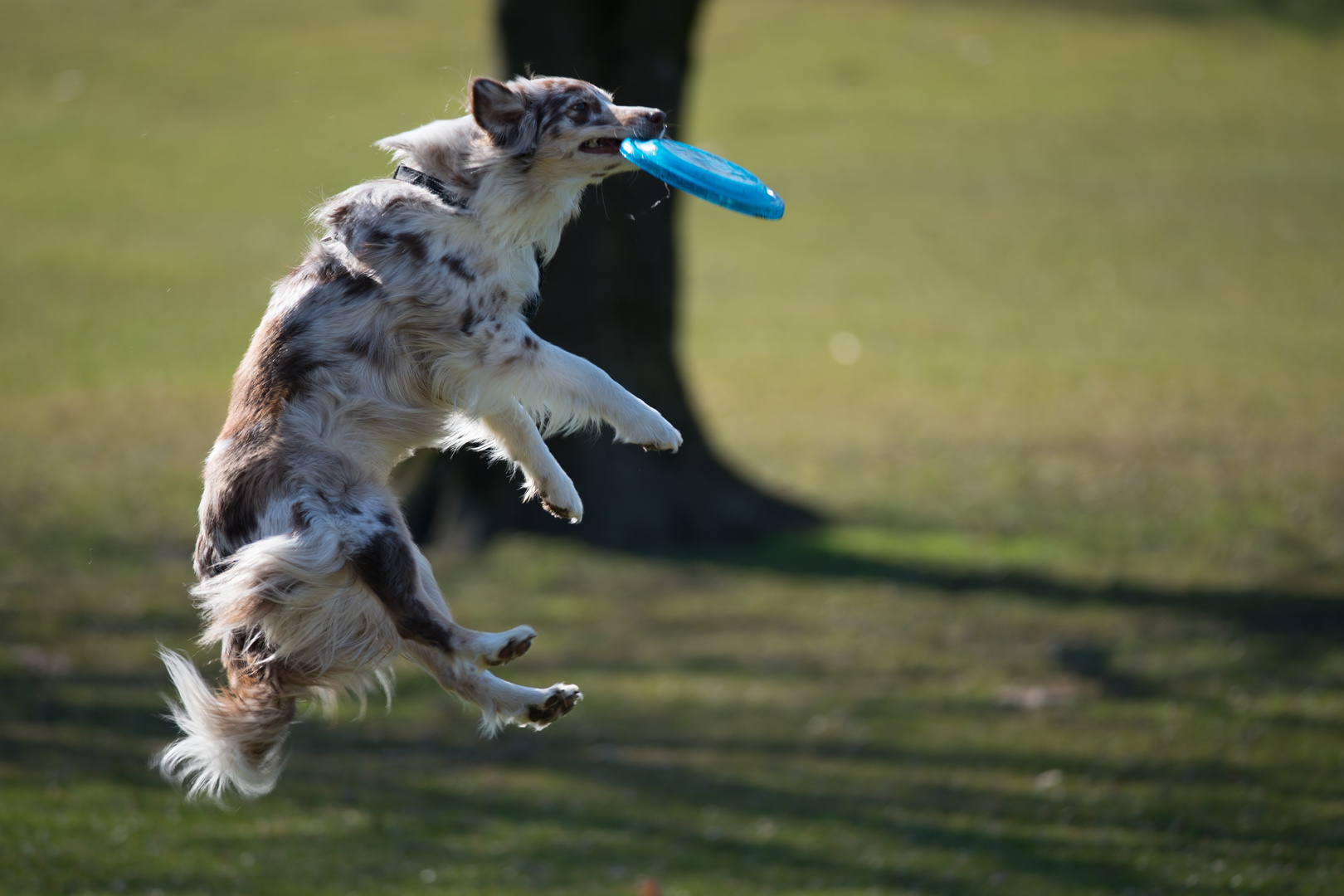 Hund beim spielen 8