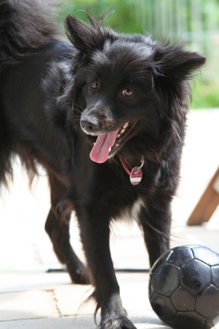 Hund beim Spielen erwischt