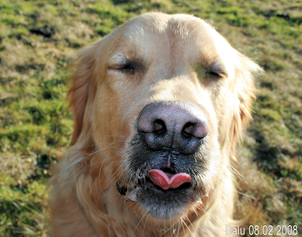 Hund beim Zunge blecken