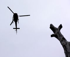 Hund bellt Helicopter an