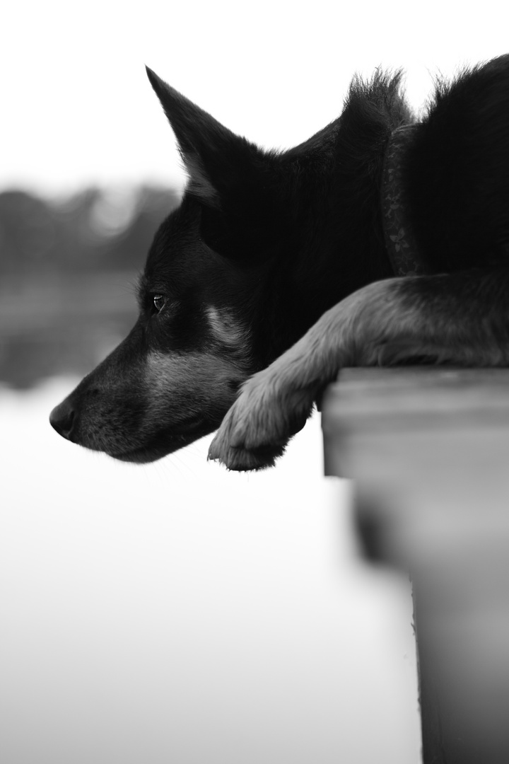 Hund beobachtet Wasserläufer vom Steg aus