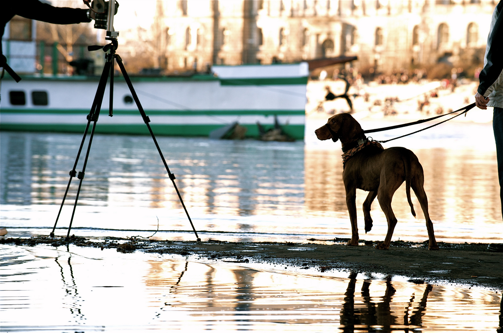 Hund betrachtet das Hochwasser