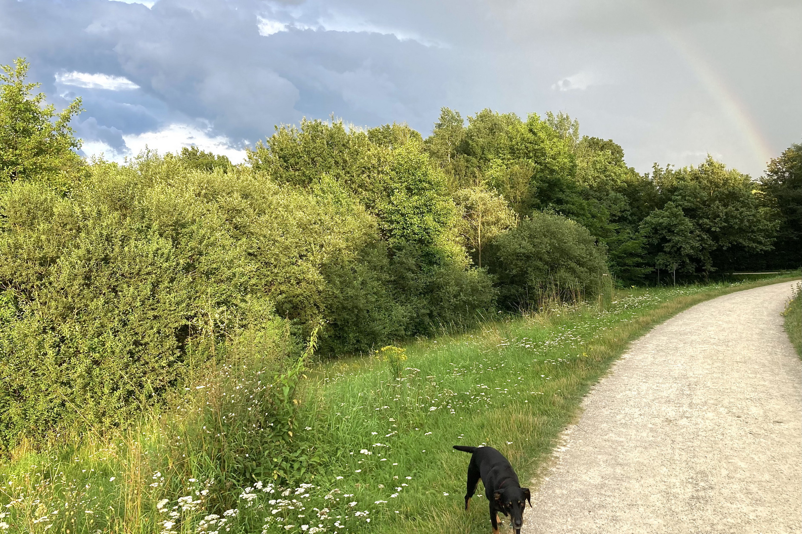 Hund betritt Gehweg keine Sekunde zu spät.