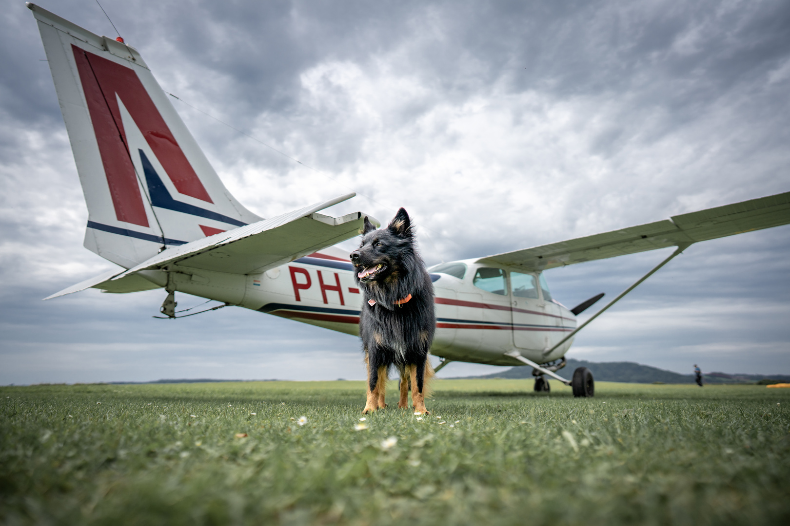 Hund bewacht Cessna