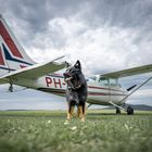 Hund bewacht Cessna