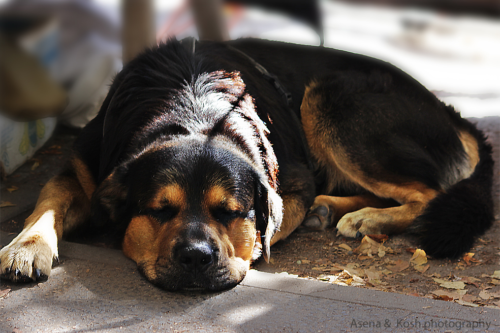 Hund bewacht den Flohmarktstand ;)