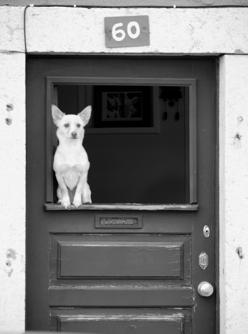 Hund - bewacht Laden auf Tür sitzend