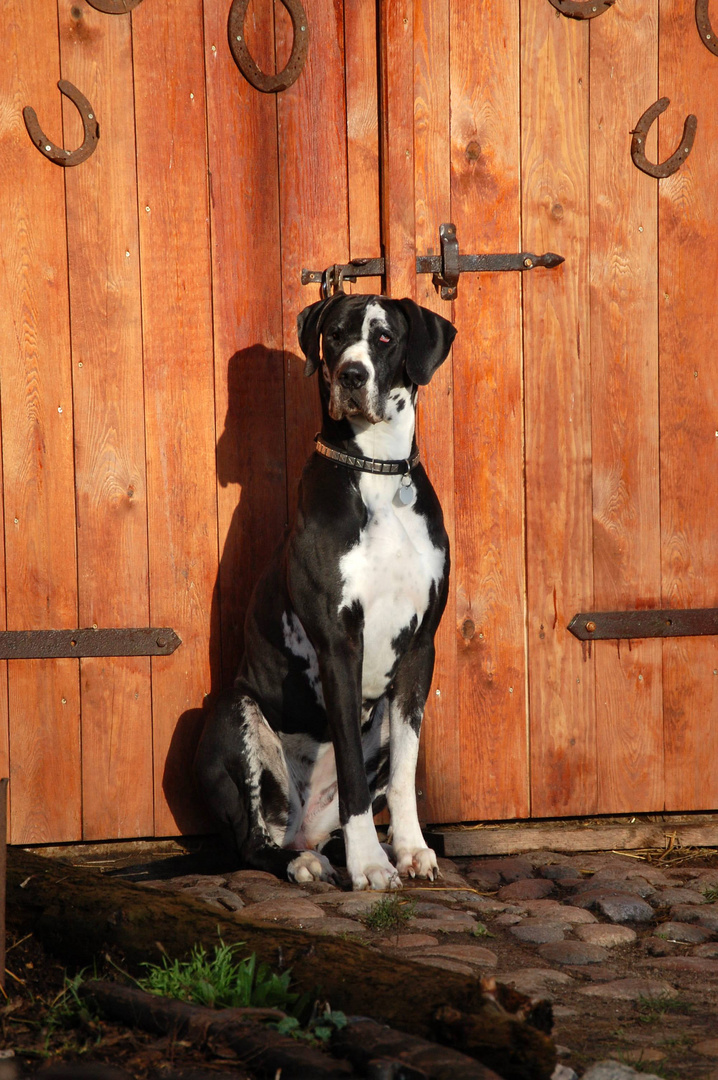 Hund bewacht Tür Foto & Bild tiere, haustiere, hunde Bilder auf