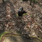 Hund bewundert auf Sockel stehende Statue, schaut aber auch gerne mal nach links.