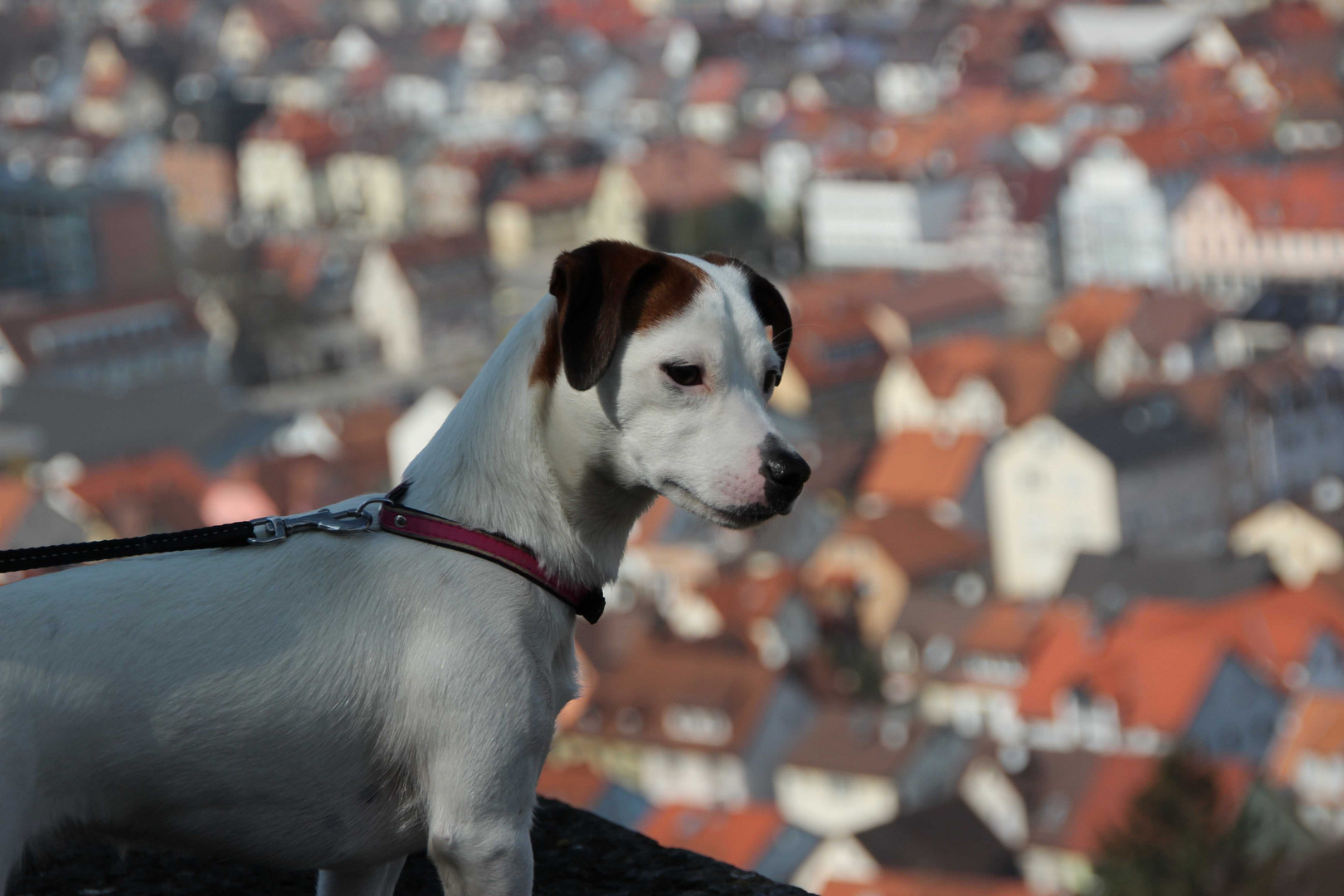 Hund blickt auf Heidenheim