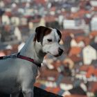 Hund blickt auf Heidenheim