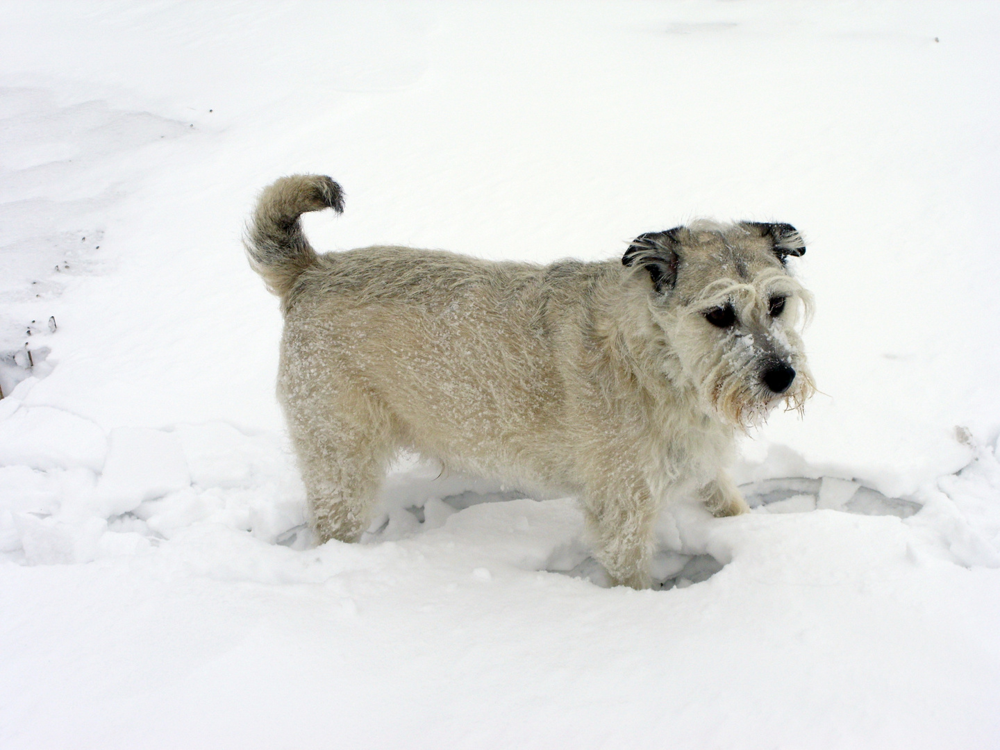 Hund Bruno - "Schneegestöber"