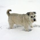 Hund Bruno - "Schneegestöber"