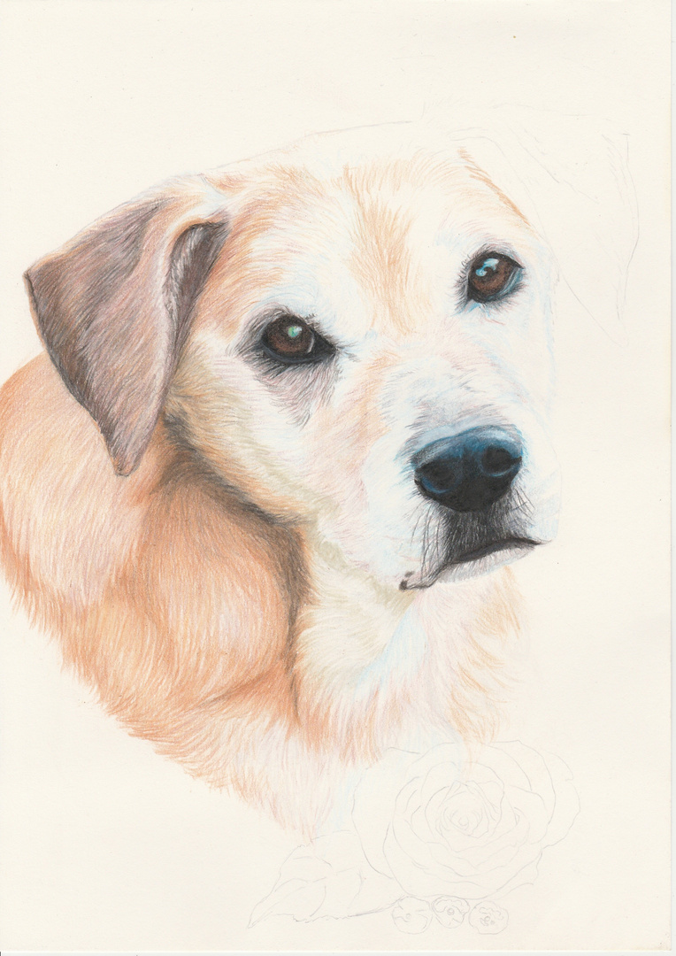 Hund - Buntstiftzeichnung in Arbeit / W I P Dog in Colored Pecils