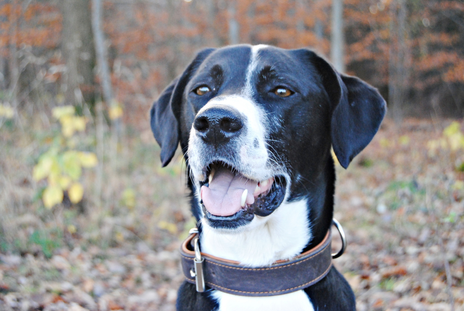 Hund Chica Portrait