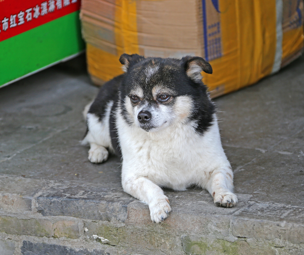 Hund - China -1-