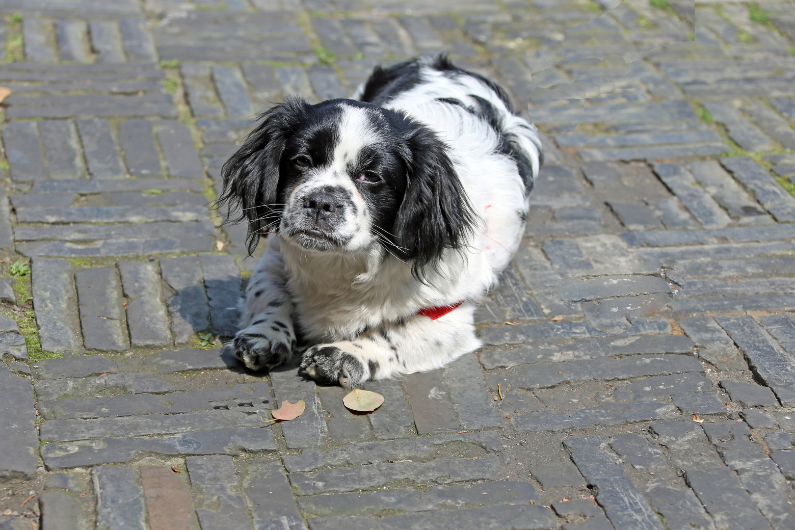 Hund - China -2-