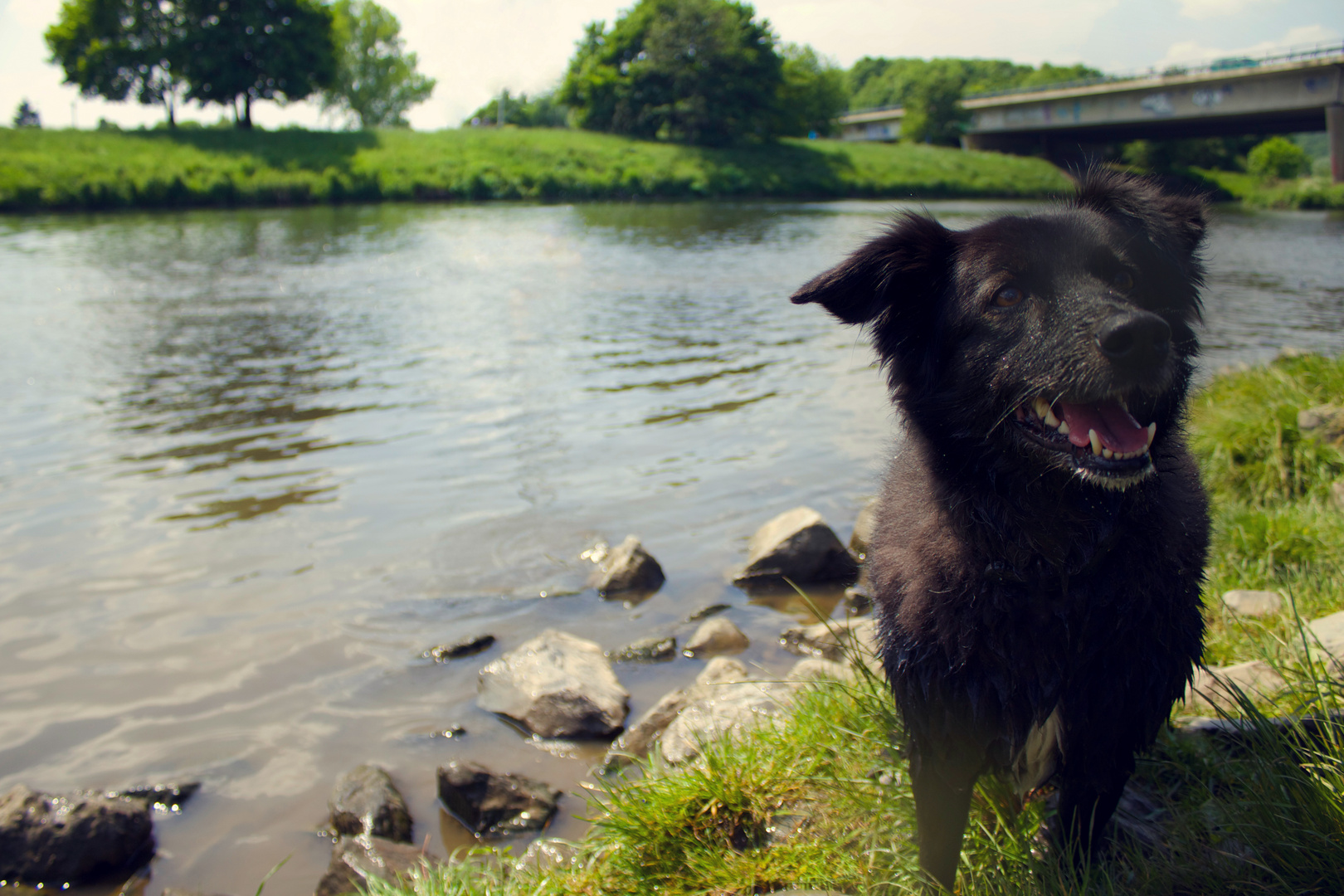 Hund | Collie | Shooting | Portait