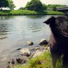 Hund | Collie | Shooting | Portait