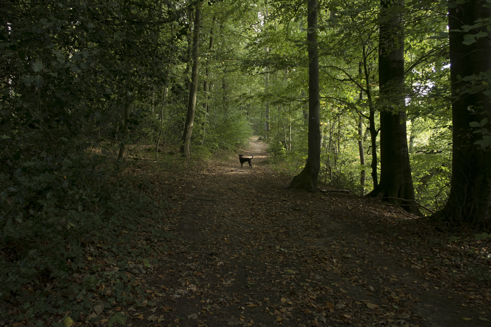 Hund, darüber nachdenkend, den Einwirkbereich entgegen seiner Gewohnheit zu verlassen.