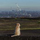 Hund, das nördliche Ruhrgebiet betrachtend.