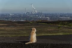 Hund, das nördliche Ruhrgebiet betrachtend.