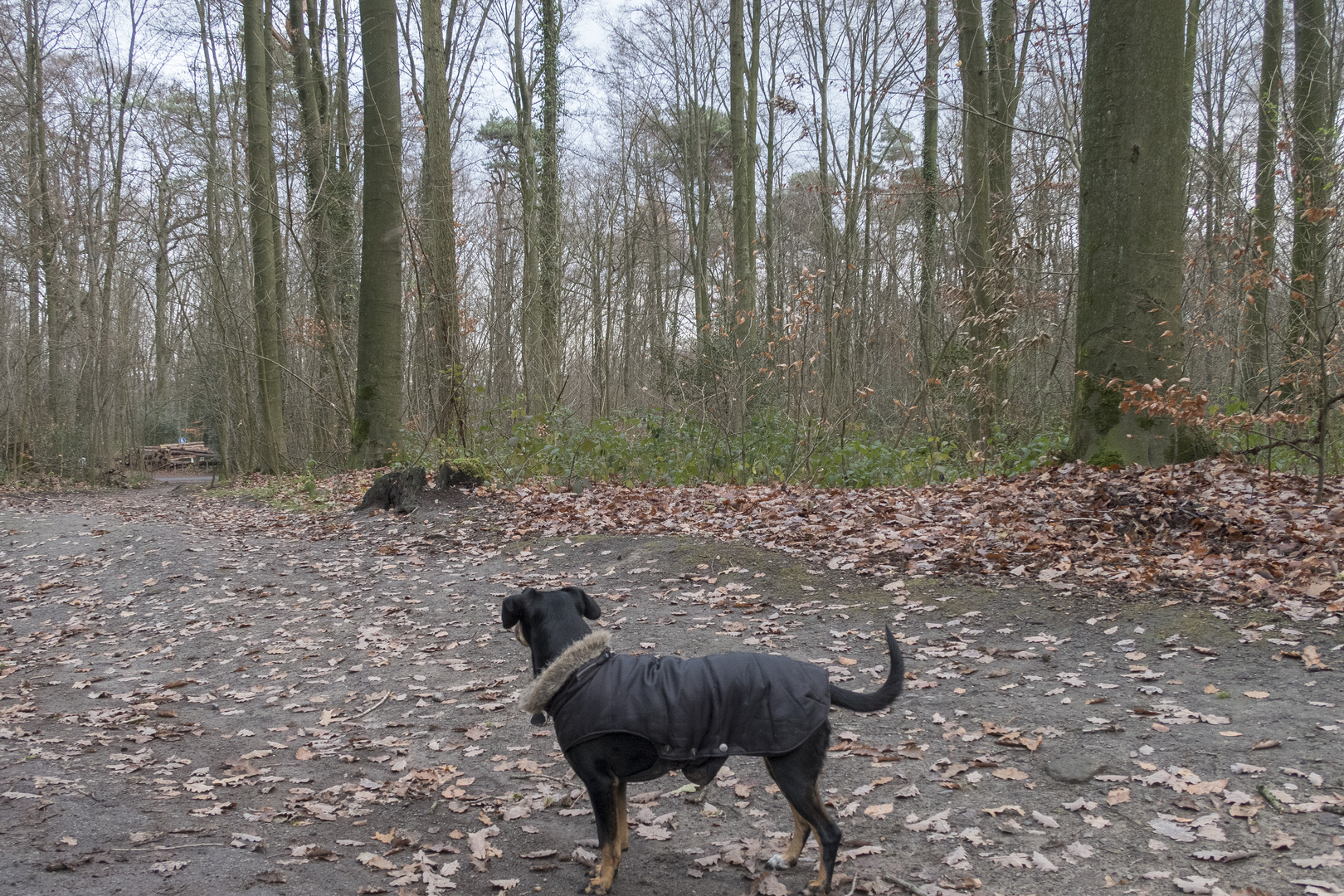 Hund denkt sich auch: "Hmmm, aber ganz schön viele Stöckchen dahinten!"