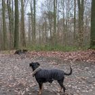 Hund denkt sich auch: "Hmmm, aber ganz schön viele Stöckchen dahinten!"