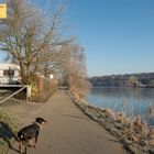 Hund denkt weise: Die Ruhr ist der Fluss der Einfachheit.