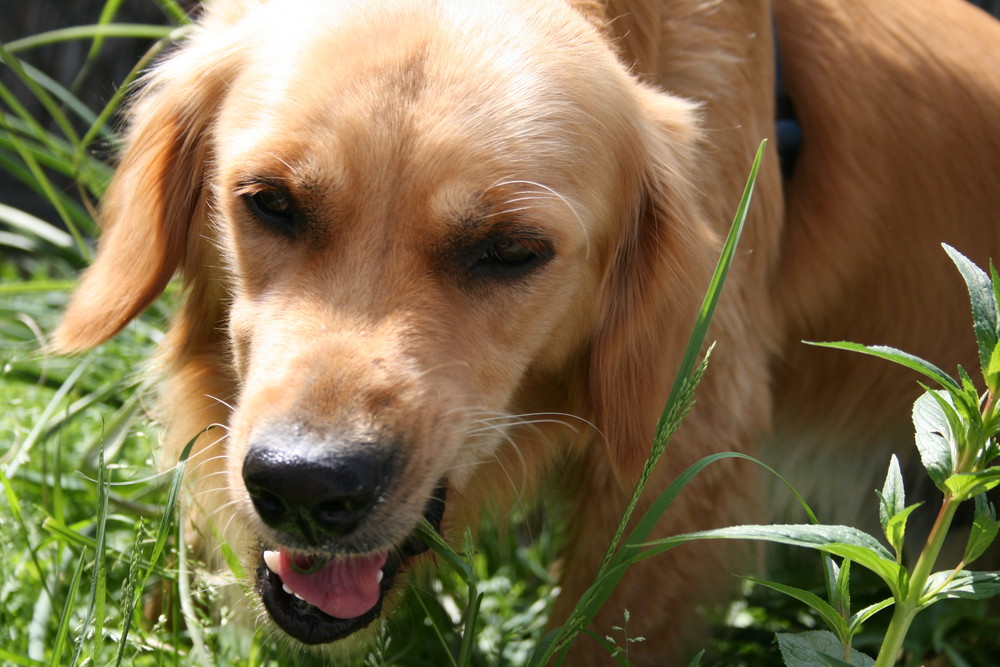 Hund der die Gräser durchsucht