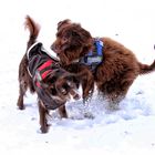 Hund, der Steuerzahler