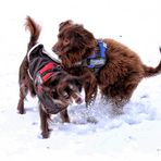 Hund, der Steuerzahler