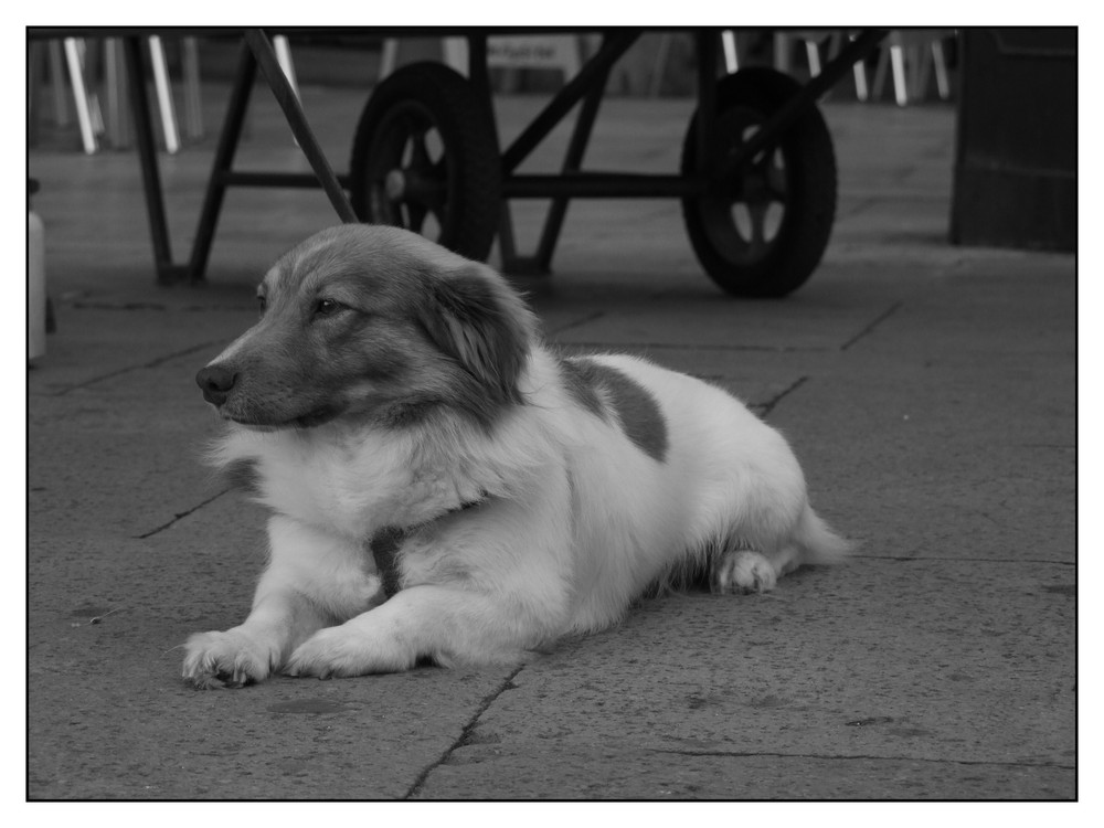 Hund des Zeitungsverkäufers