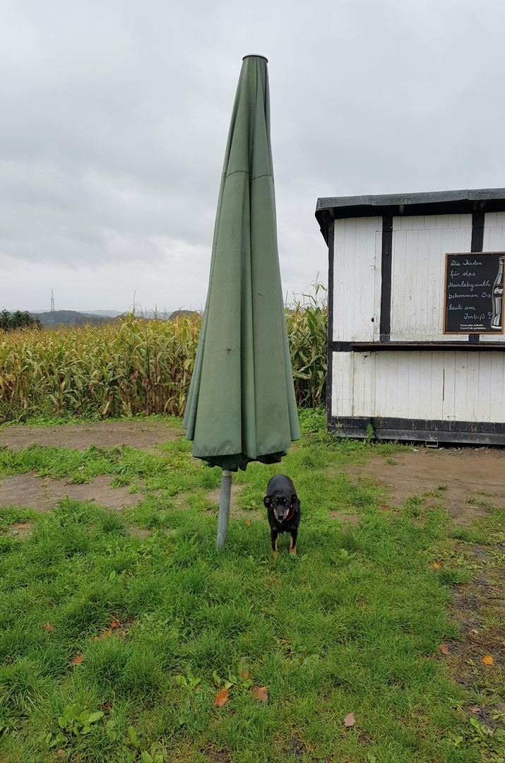 Hund deutet an mit den Wetterbedingungen nicht einverstanden zu sein und fordert Maßnahmen.